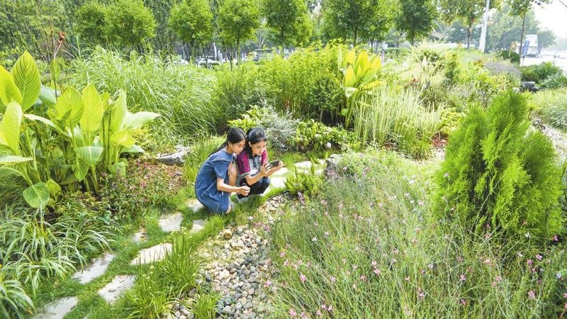道路绿化带植物配置方法：科学搭配，提升城市绿意