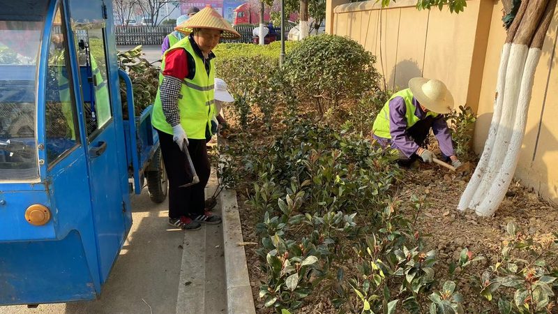 上海小区绿化植物选择：因地制宜，打造生态宜居环境**