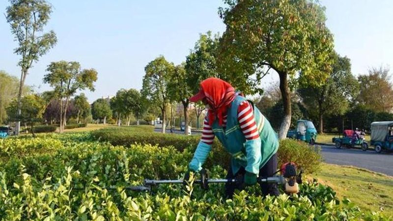 苗木种植技术视频教程：从选苗到养护的完整步骤详解