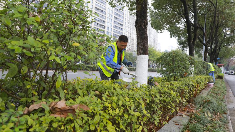 道路绿化植物配置与养护：区别与要点